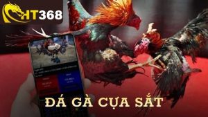 Đá Gà Cựa Sắt Tại HT386