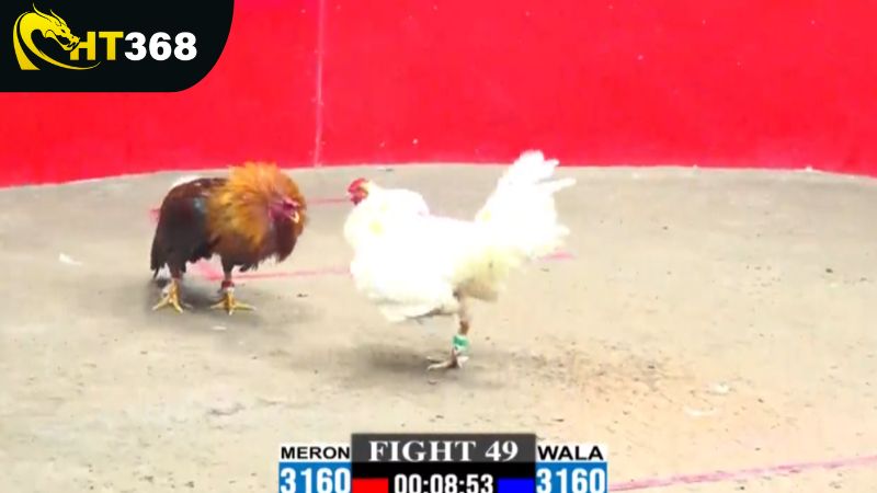 Tìm hiểu kỹ về luật chơi đá gà cựa sắt tại HT386